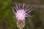 Le Conte's thistle